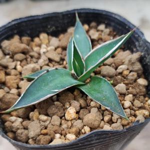 アガベ Mr.リップル　50cm アガベ 