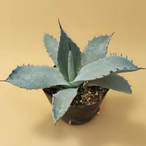 多肉植物 アガベ 王妃笹の雪 B型 2.5号ポット苗 : やましち山野草店