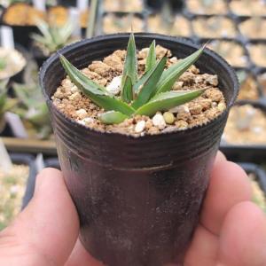 多肉植物：アガベ 笹の雪白虎斑 極氷山*9.5cm 現品 一品限り : 遊恵