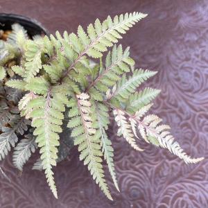 斑入りニシキシダ 9cmポット苗 : やましち山野草店 - 通販 - Yahoo