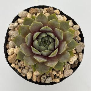 センペルビウム ユートピア 6cmポット苗の商品画像