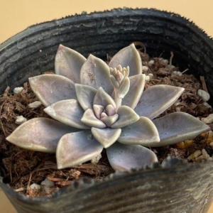 多肉植物 グラプトペタルム バーナランス　7.5〜9cmポット苗