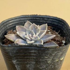 多肉植物 グラプトペタルム バーナランス 7....の詳細画像1