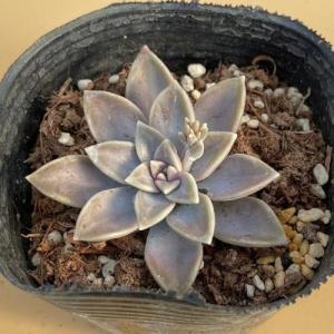 多肉植物 グラプトペタルム バーナランス 7....の詳細画像2