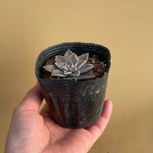 多肉植物 グラプトペタルム バーナランス 7....の詳細画像4