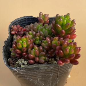 多肉植物 セダム 虹の玉　2〜2.5号ポット苗