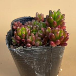 多肉植物 セダム 虹の玉 2〜2.5号ポット苗の詳細画像1