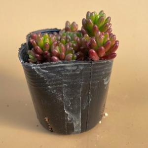 多肉植物 セダム 虹の玉 2〜2.5号ポット苗の詳細画像2