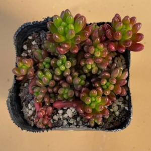 多肉植物 セダム 虹の玉 2〜2.5号ポット苗の詳細画像3