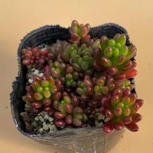 多肉植物 セダム 虹の玉 2〜2.5号ポット苗の詳細画像4