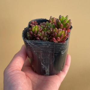 多肉植物 セダム 虹の玉 2〜2.5号ポット苗の詳細画像5