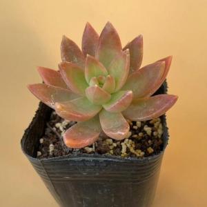 グラプトセダム カリフォルニアサンセット　2号ポット苗　多肉植物