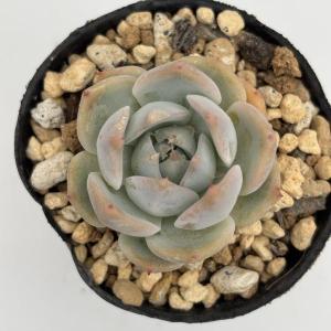 多肉植物 エケベリア ラブリーハート（流通名：ピカチュウ）　2号ポット苗
