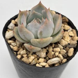 多肉植物 エケベリア ラブリーハート(流通名:...の詳細画像1