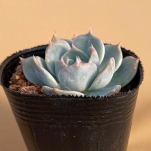 多肉植物 エケベリア ラブリーハート(流通名:...の詳細画像2