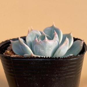 多肉植物 エケベリア ラブリーハート(流通名:...の詳細画像3
