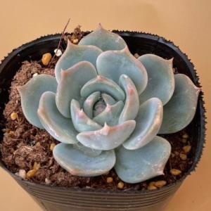 多肉植物 エケベリア ラブリーハート(流通名:...の詳細画像4