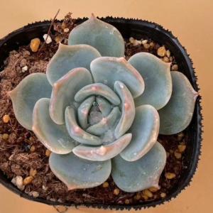 多肉植物 エケベリア ラブリーハート(流通名:...の詳細画像5