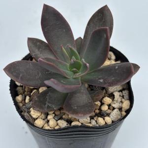 エケベリア オパール 2号ポット苗の詳細画像1