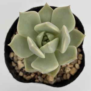 グラプトベリア　白牡丹　2号ポット苗