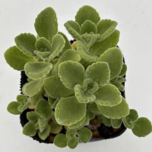 アロマティカス　2号ポット苗　多肉植物