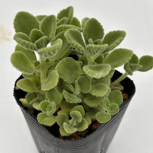 アロマティカス 2号ポット苗 多肉植物の詳細画像1
