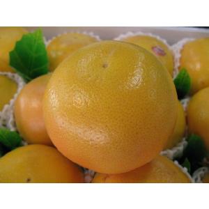 グレープ フルーツ ルビー 中玉1個 送料別商...の詳細画像1
