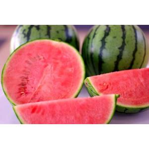 小玉すいか　西瓜　小玉スイカ　小玉西瓜　こ�