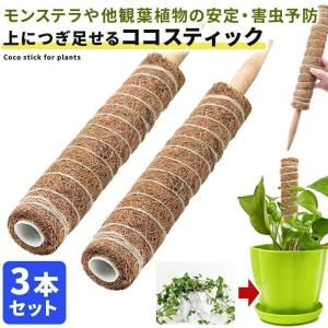 ココスティック 3本セット モンステラ 支柱 観葉植物 おしゃれ プランター 植木鉢 植物 園芸支柱 観葉支柱 ガーデニング ココスティック支柱｜yamashita-mst
