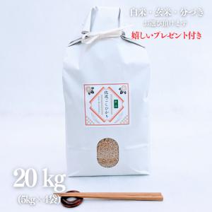 コシヒカリ 新米 令和8年産 お米 10kg 滋賀県 玄米 5kg×2袋 精米無料