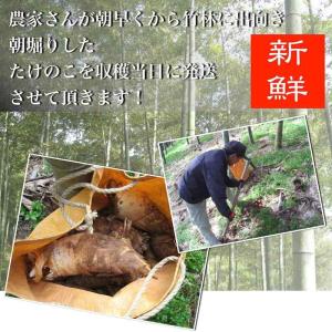 【予約受付】和歌山県産 訳あり ご自宅用 朝堀...の詳細画像2