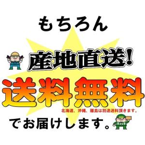 【予約受付】和歌山県産 訳あり ご自宅用 朝堀...の詳細画像5