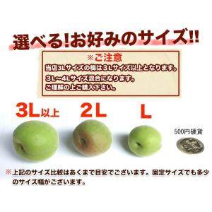 【予約受付開始】和歌山県産 南高梅 完熟梅 秀...の詳細画像1