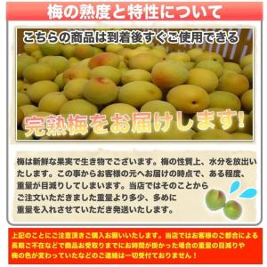 【予約受付開始】和歌山県産 南高梅 完熟梅 秀...の詳細画像2