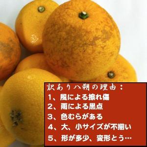 【数量限定大セール】和歌山産 訳あり八朔 はっ...の詳細画像2