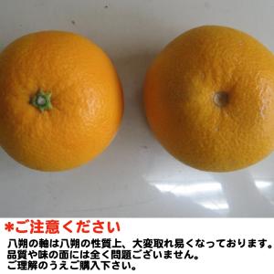 【数量限定大セール】和歌山産 訳あり八朔 はっ...の詳細画像4