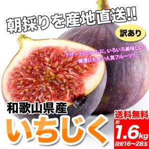和歌山県産 訳ありいちじく1.6kｇ【400g×4パック】送料無料 無花果※8月中旬頃より順次発送予定