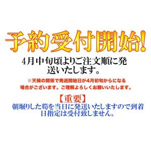 【予約受付】和歌山県産 訳あり ご自宅用 朝堀...の詳細画像1