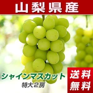 山梨県産ぶどう「種なしシャインマスカット」２房 約1.2kg 大房厳選 贈答用 家庭用