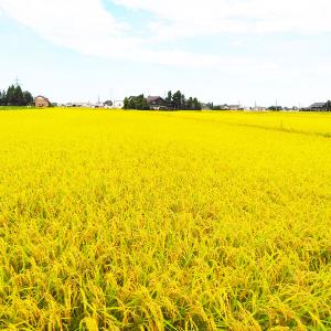 富山県産 コシヒカリ 無洗米 5kg 米 お米...の詳細画像3