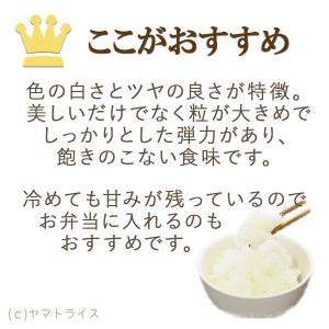 米 お米 10kg いちほまれ 福井県産 5k...の詳細画像5