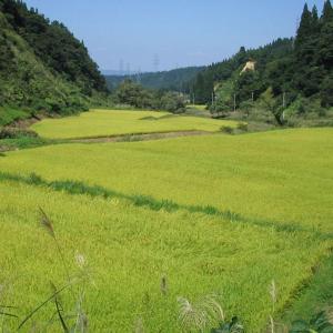 米 お米 ななつぼし 5kg 北海道産 白米 ...の詳細画像5