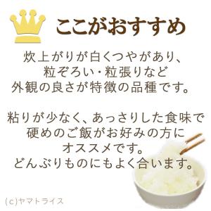 【特別価格】米 お米 10kg まっしぐら 青...の詳細画像4