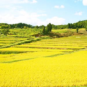米 お米 5kg サキホコレ 秋田県産 白米 ...の詳細画像4
