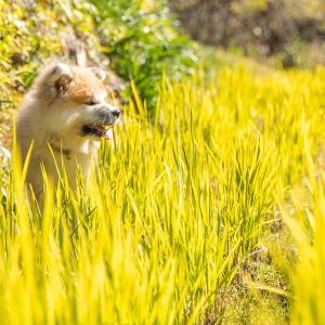 秋田県産 10kg サキホコレ 米 お米 白米...の詳細画像4