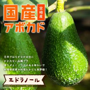横山果樹園の「エドラノール（国産アボカド）Mサイズ１玉」ギフト箱入り