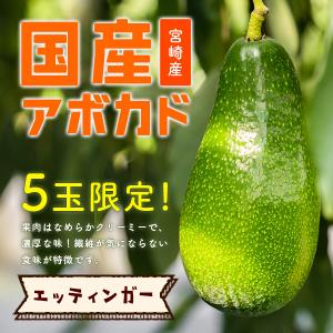 横山果樹園の「エッティンガー（国産アボカド）１玉」ギフト箱入り