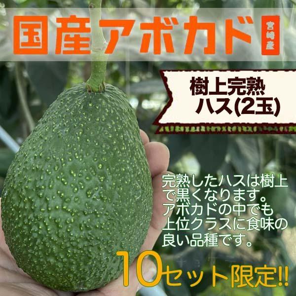 【2025年分受付は終了しました】横山果樹園の「樹上完熟ハス」【２玉セット】ギフト箱入り