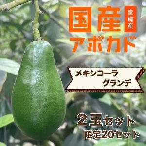 【2025年分受付は終了しました】横山果樹園の「メキシコーラグランデ（国産アボカド）２玉」