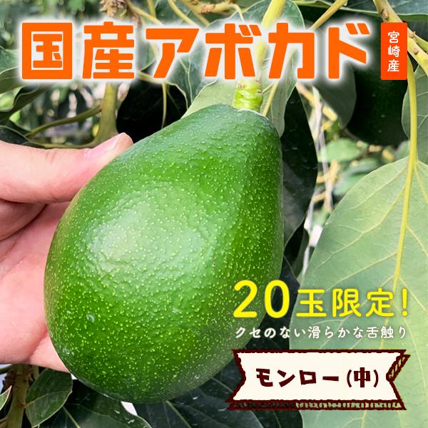 【2024年分受付は終了しました】「モンロー（国産アボカド）中サイズ１玉」ギフト箱入り